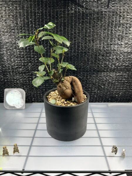 ガジュマル
