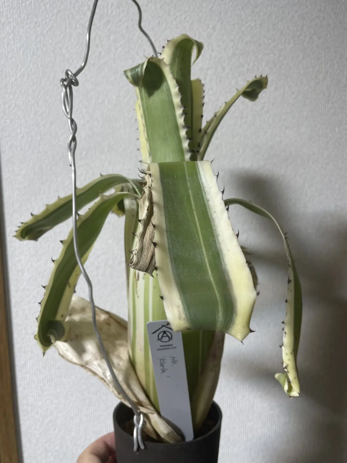 ホヘンベルギア　カーラ　外葉が全部くたっとしてしまう