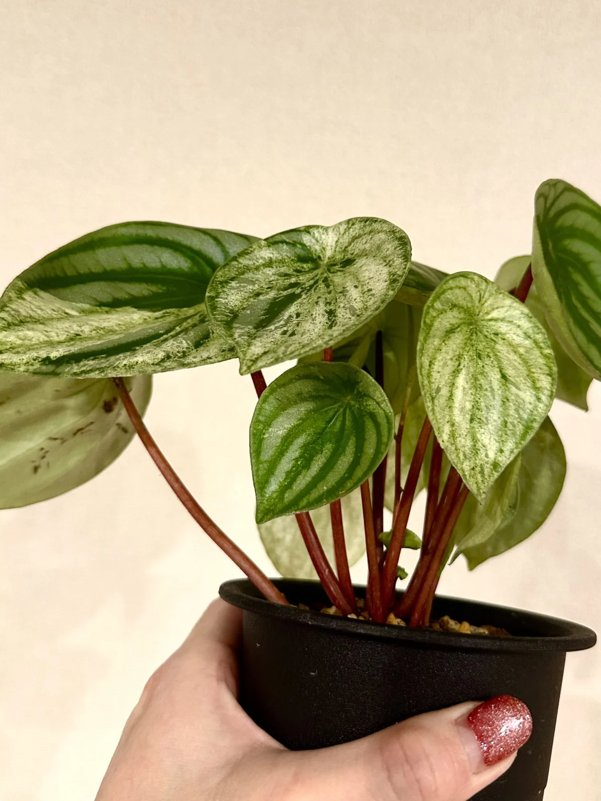 ペペロミア 斑入り 雪兎