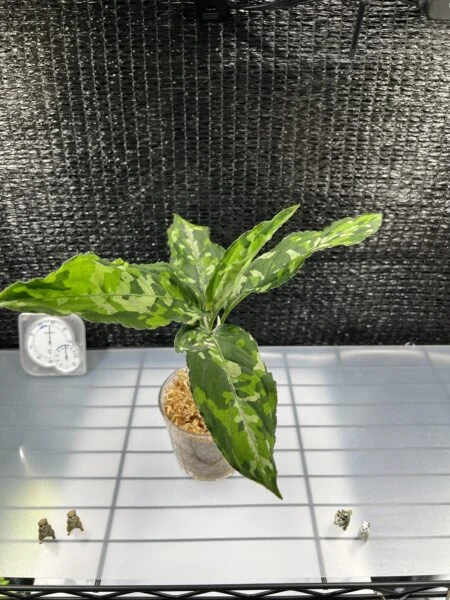 アグラオネマ ピクタム