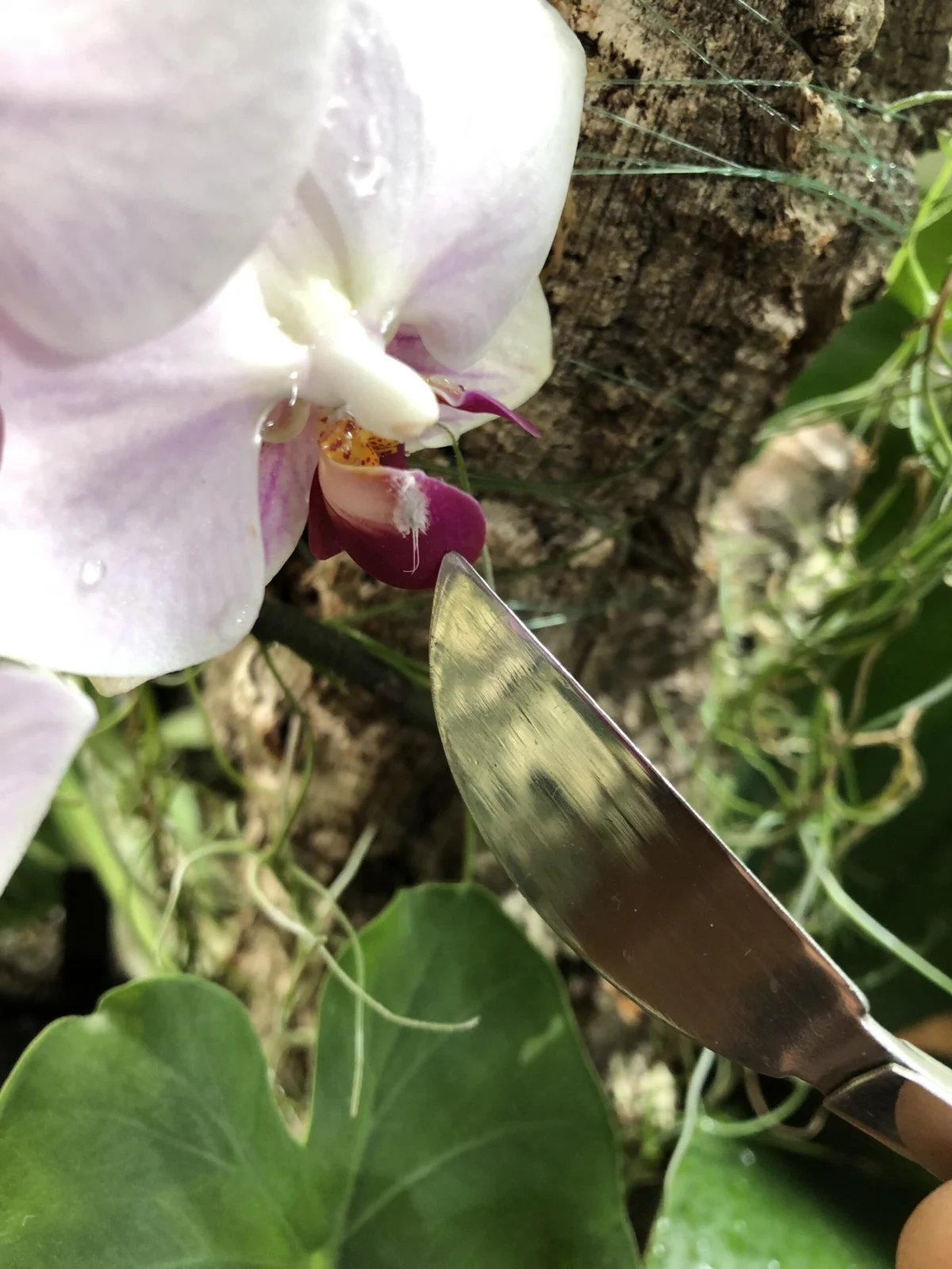 胡蝶蘭　リトルジェム　害虫被害