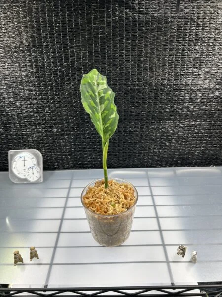 アグラオネマ ピクタム