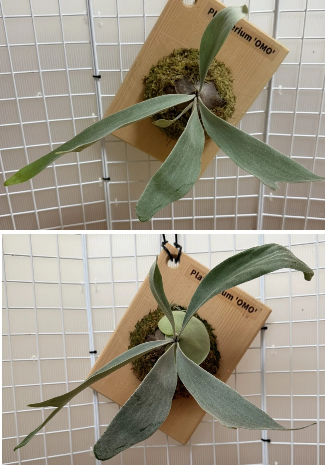 ビカクシダ オモ