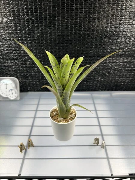 ネオレゲリア パウシフローラ