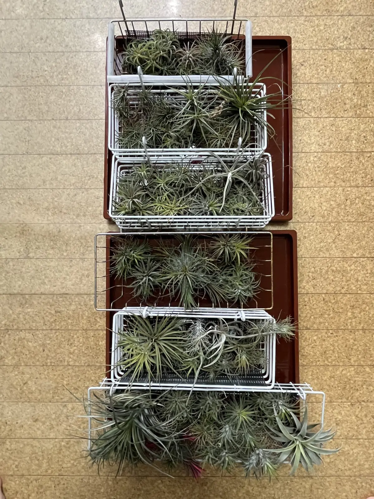 ティランジア イオナンタ イオナンタフェーゴ フンキアナ コットンキャンディ 他