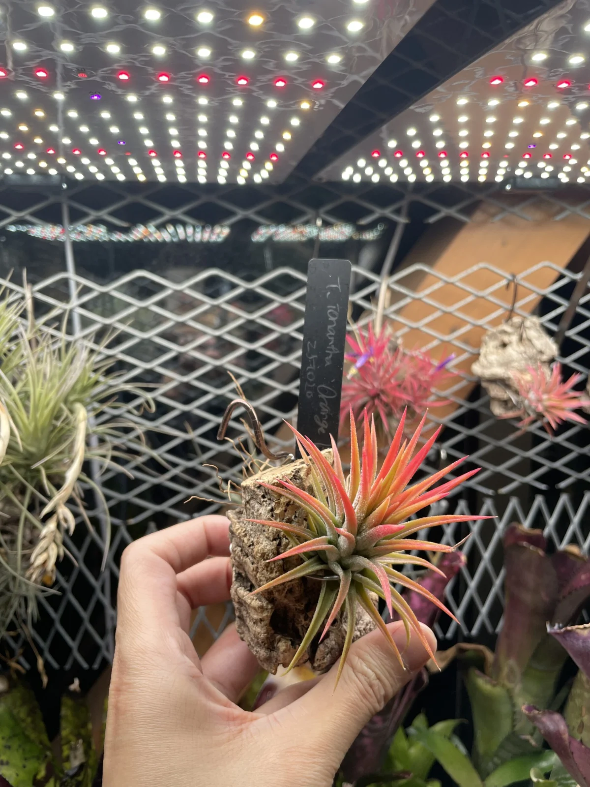 ティランジア　イオナンタ　オレンジブラッシュフォーム