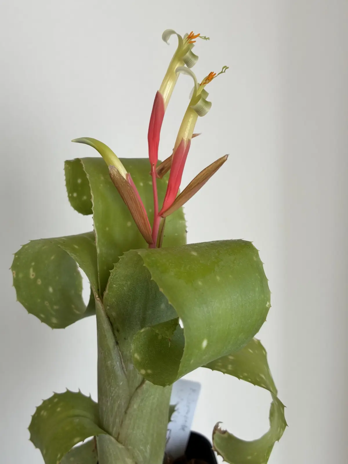 ビルベルギア　レプトポーダ　花