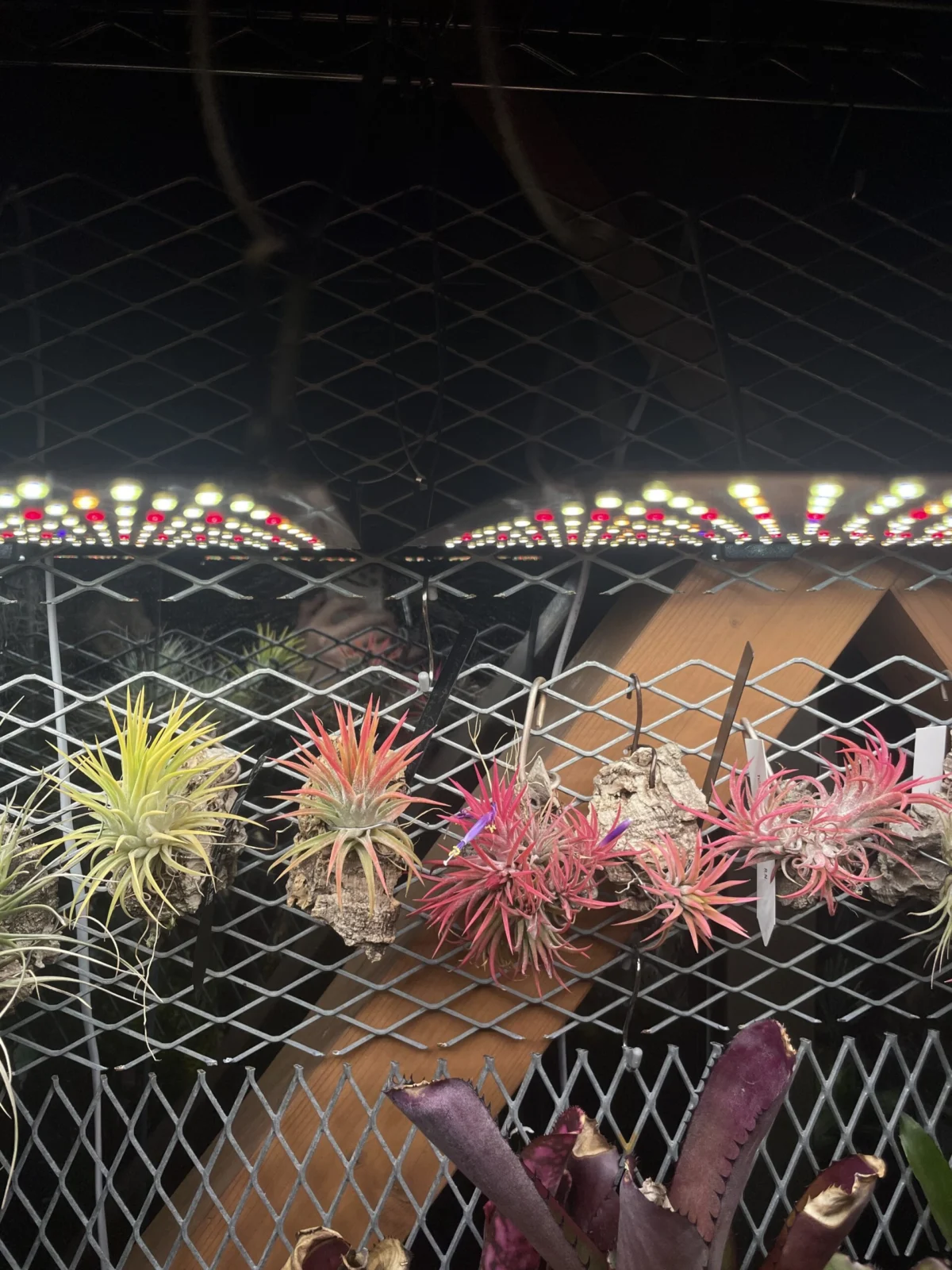 ティランジア　イオナンタ