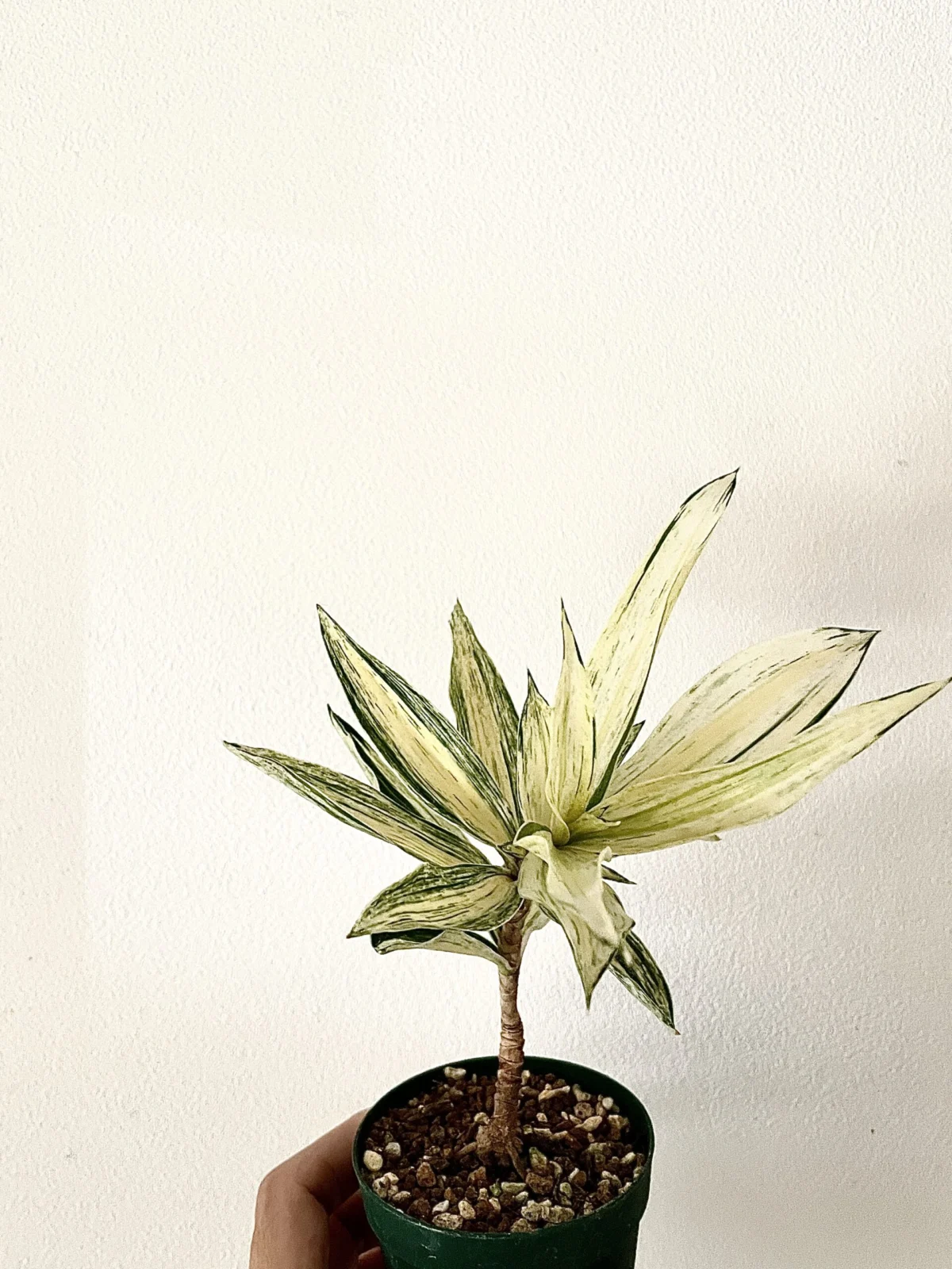 ドラセナ　リフレクサ　ソングオブジャパン