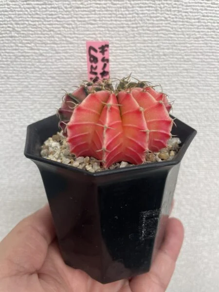 ギムノカリキウム　緋牡丹錦