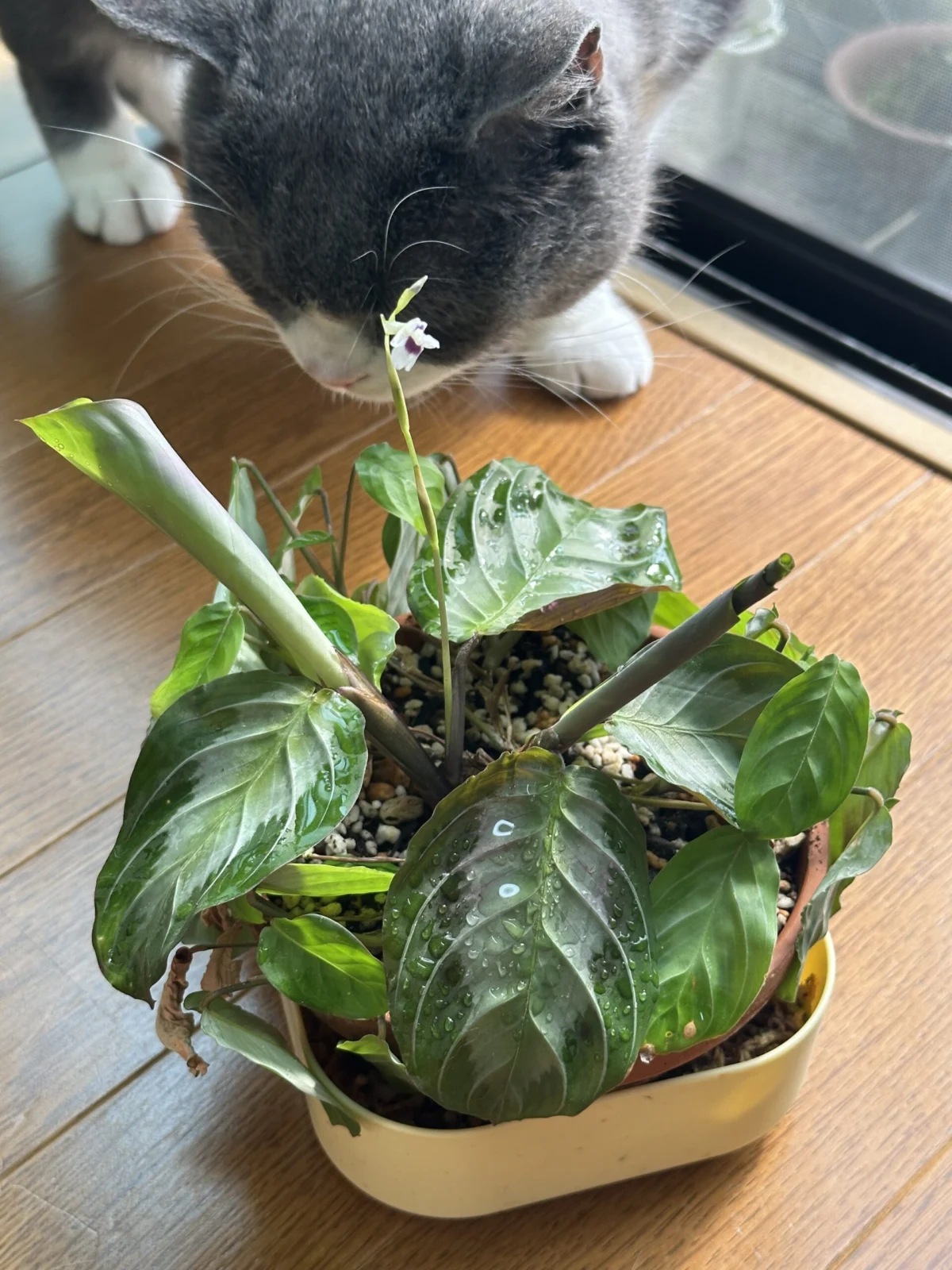 マランタ　シルバーバンド