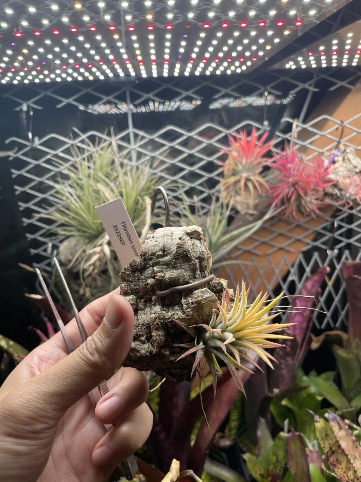 ティランジア　イオナンタ　ソル