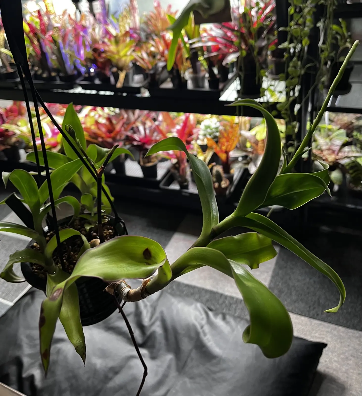 カリシア フレグランス 謎のストロン