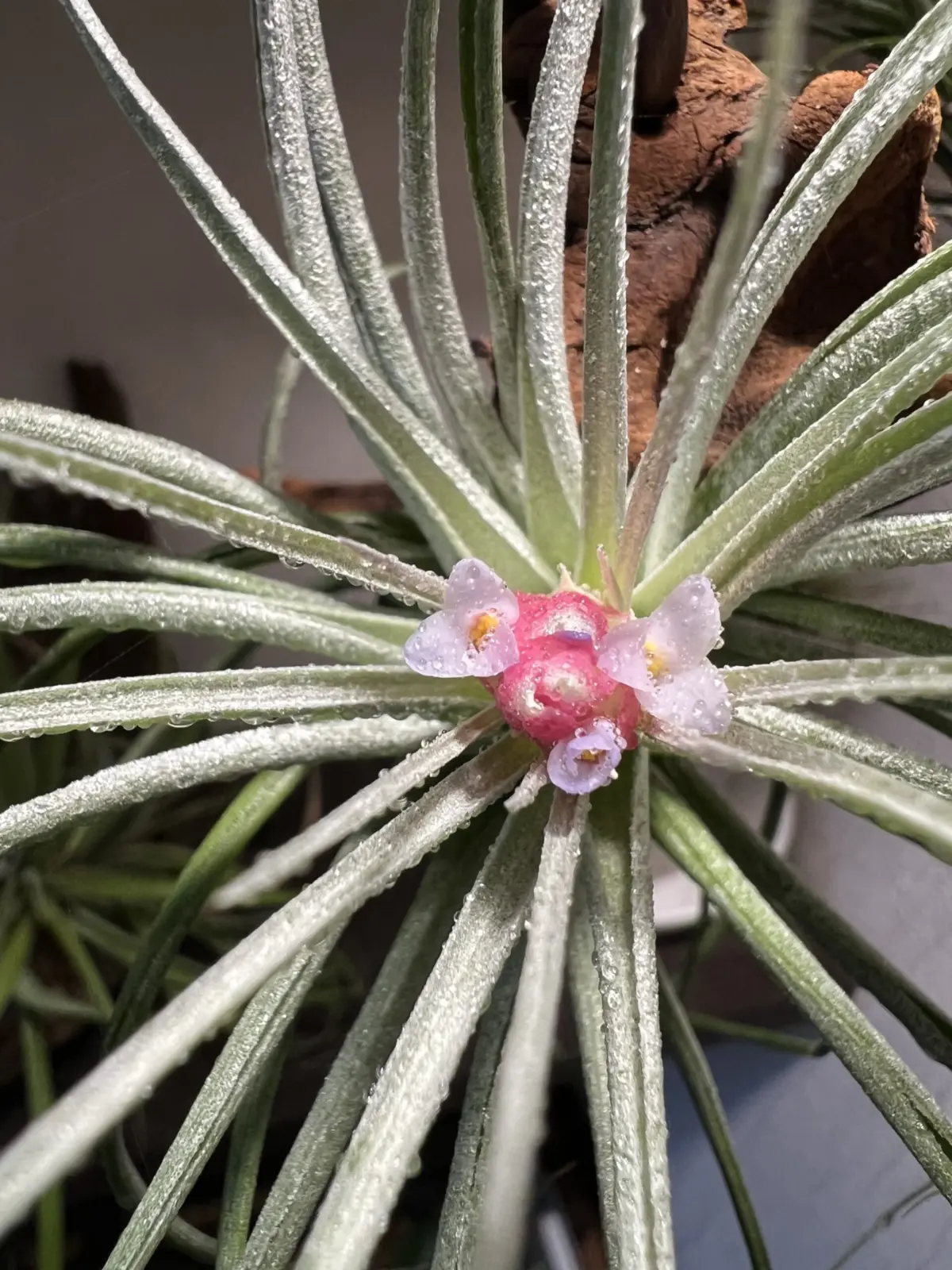 ティランジア　品種不明