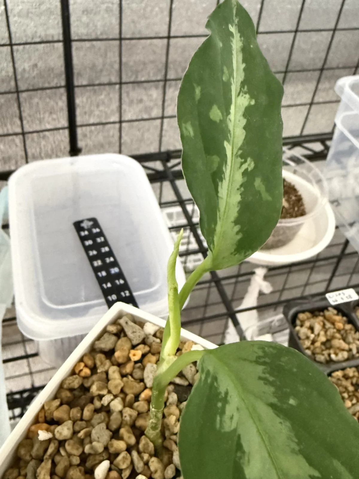 アグラオネマ ピクタム ギャラクシー