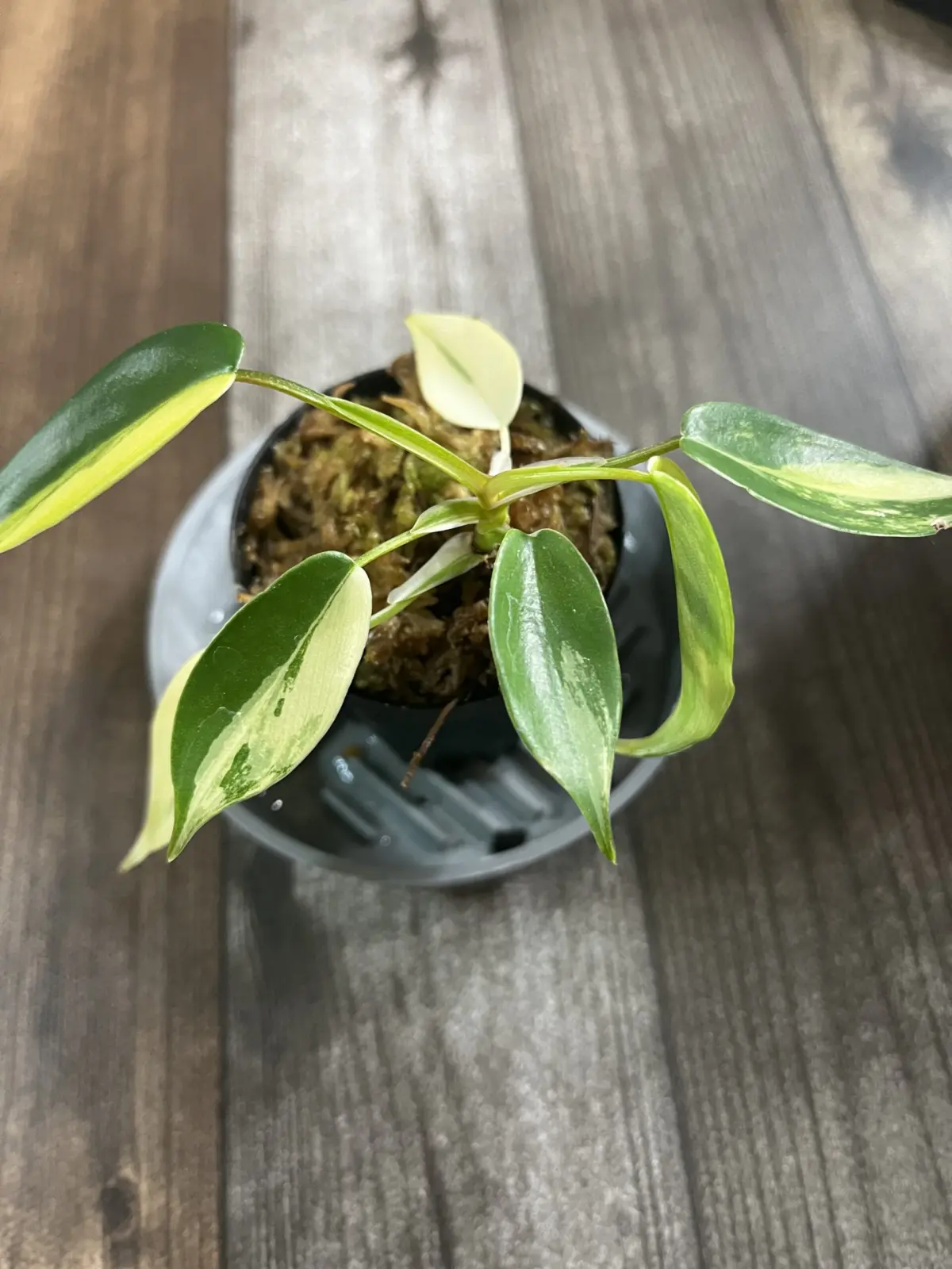 フィロデンドロン　タグ紛失