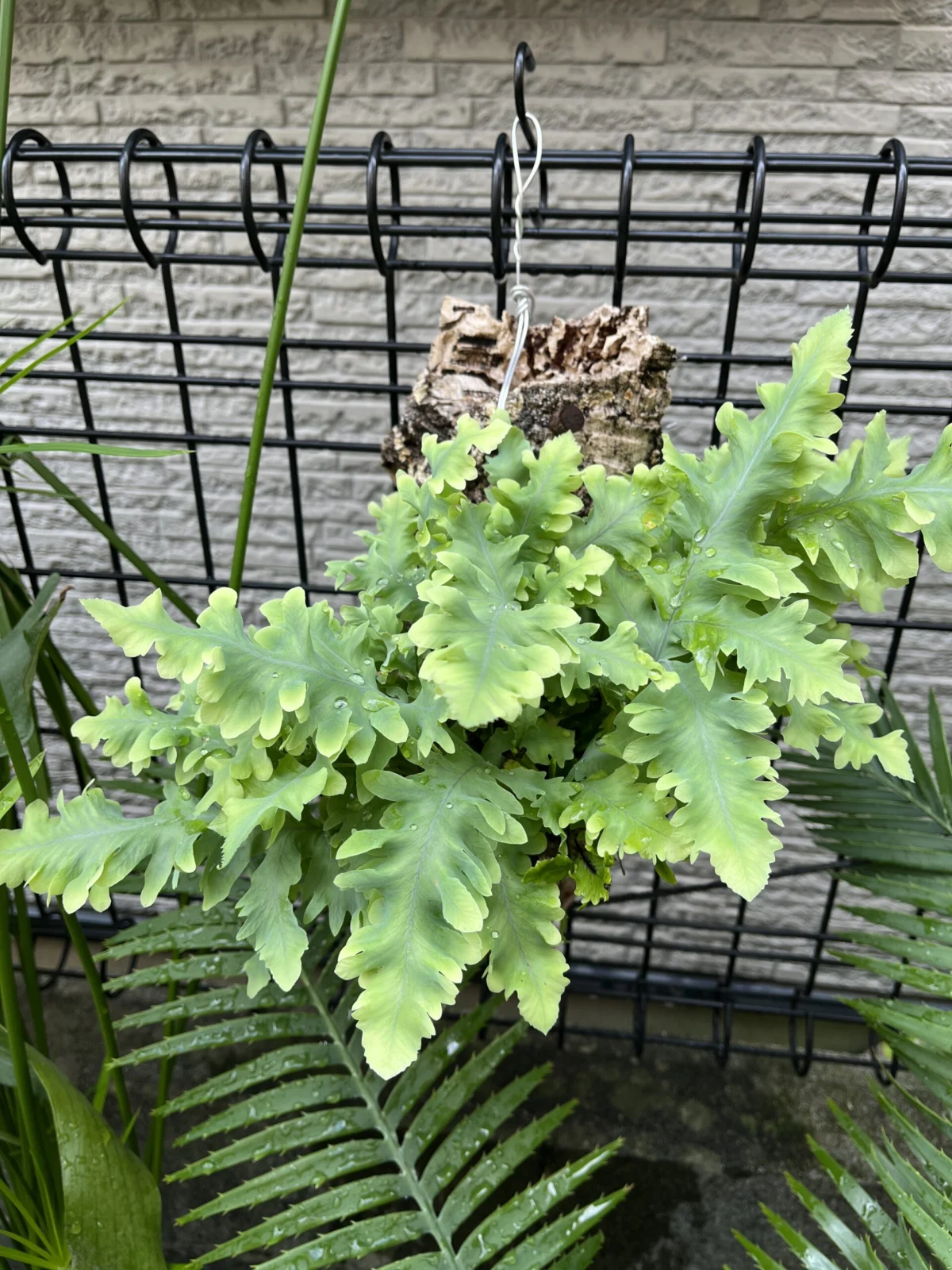 フレボディウムダバナ コルク付け