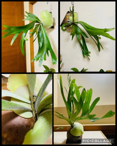 ビカクシダ – Plants Navi