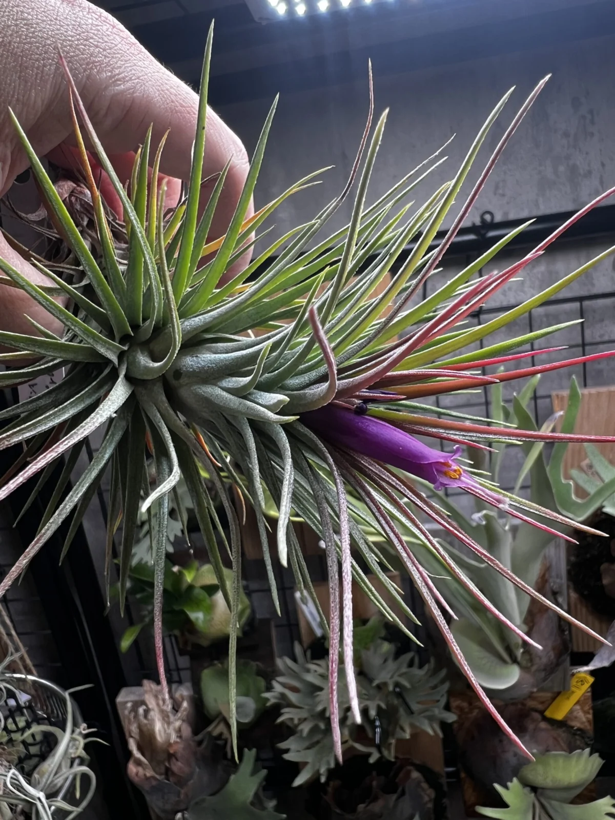 ティランジア　フンキアナｘイオナンタ・ジャイアント　フロムシミズ