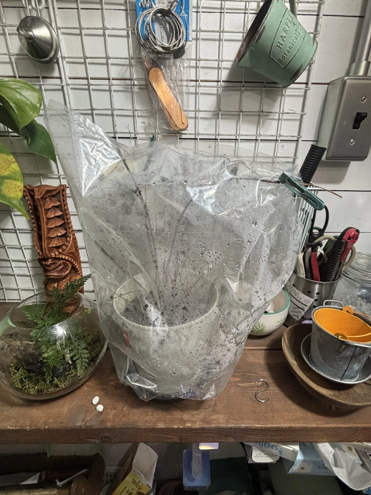 ディクソニア　アンタルクティカ