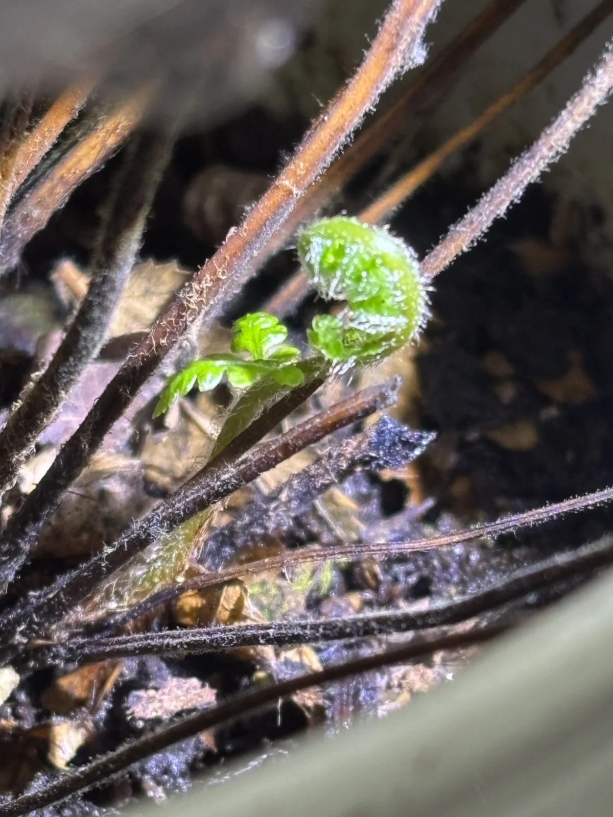 ディクソニア　アンタルクティカ