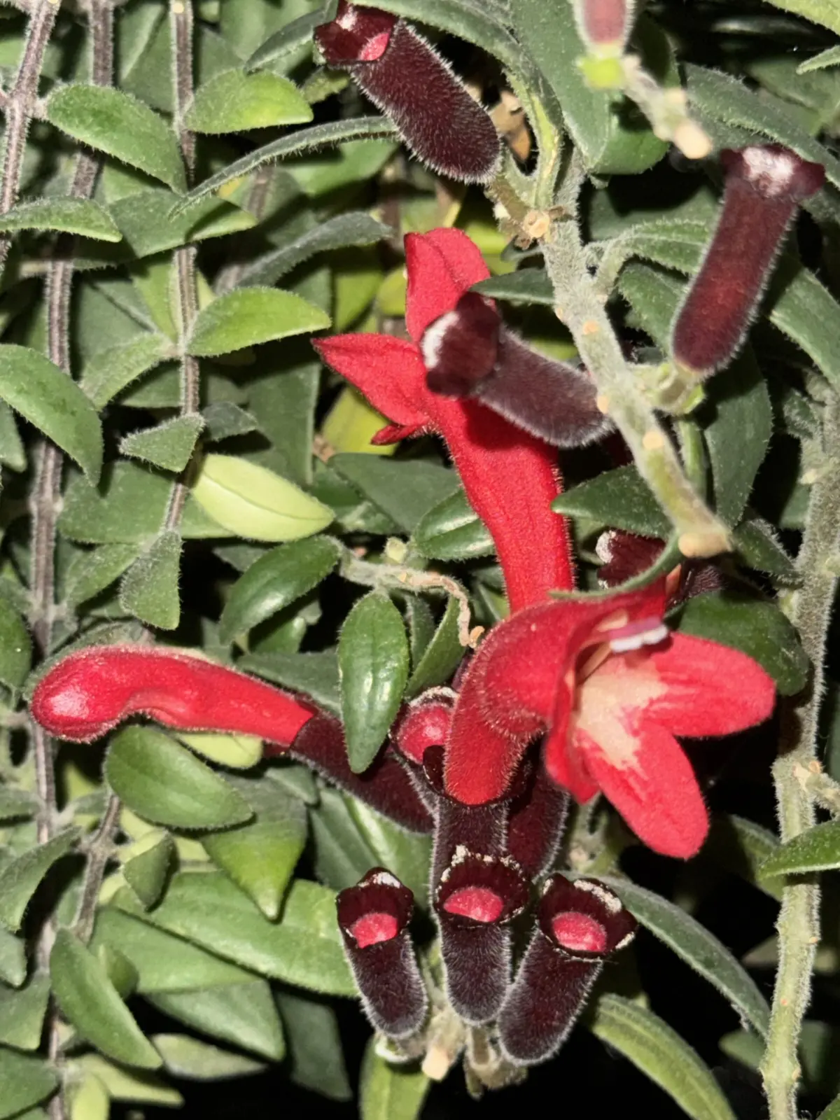 エスキナンサス　ラディカンス