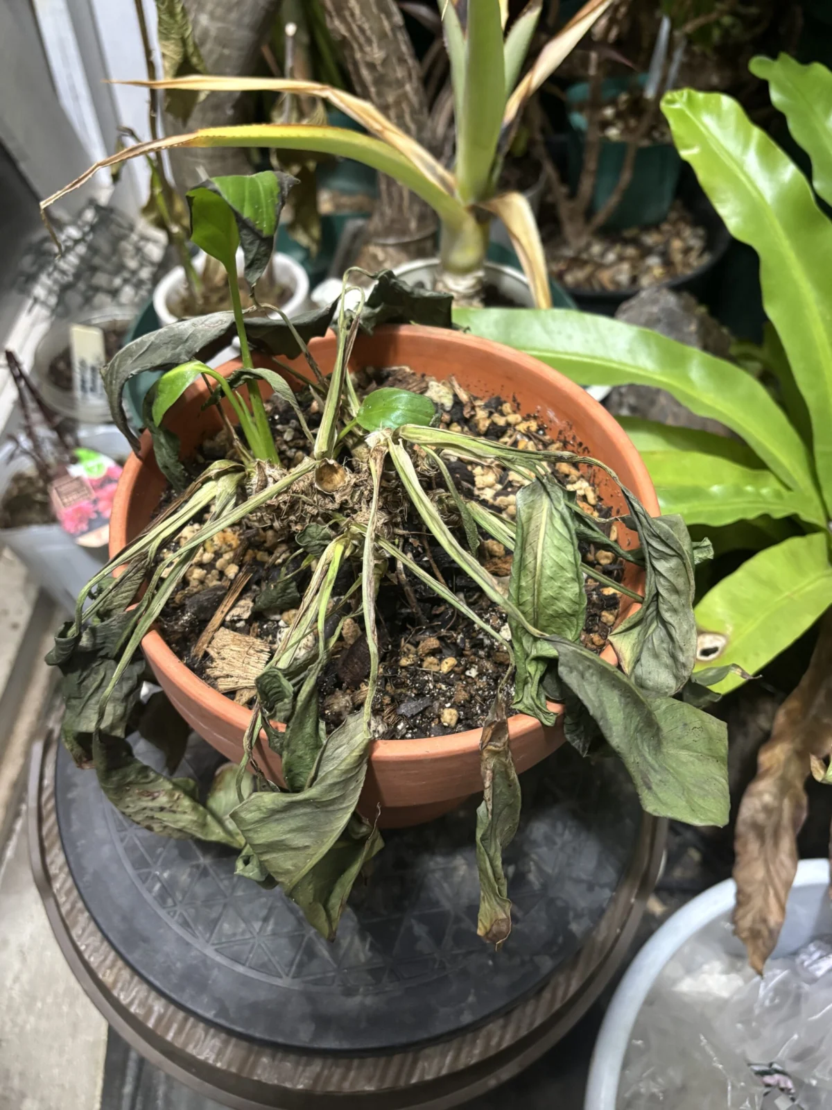 スパティフィラム　100均