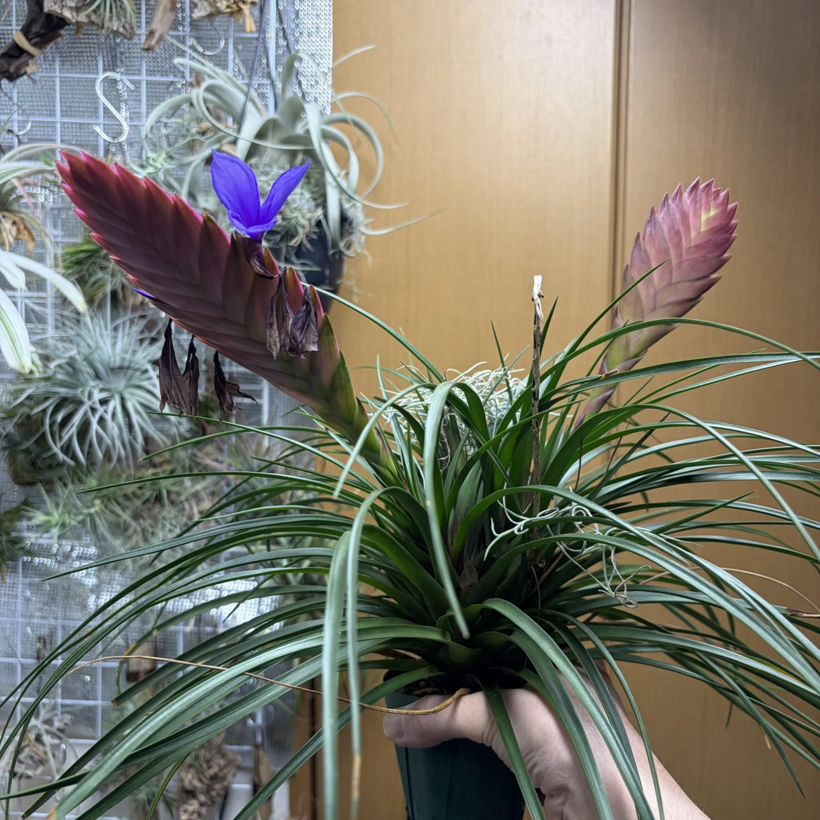 ティランジア　キアネア　ワリシア