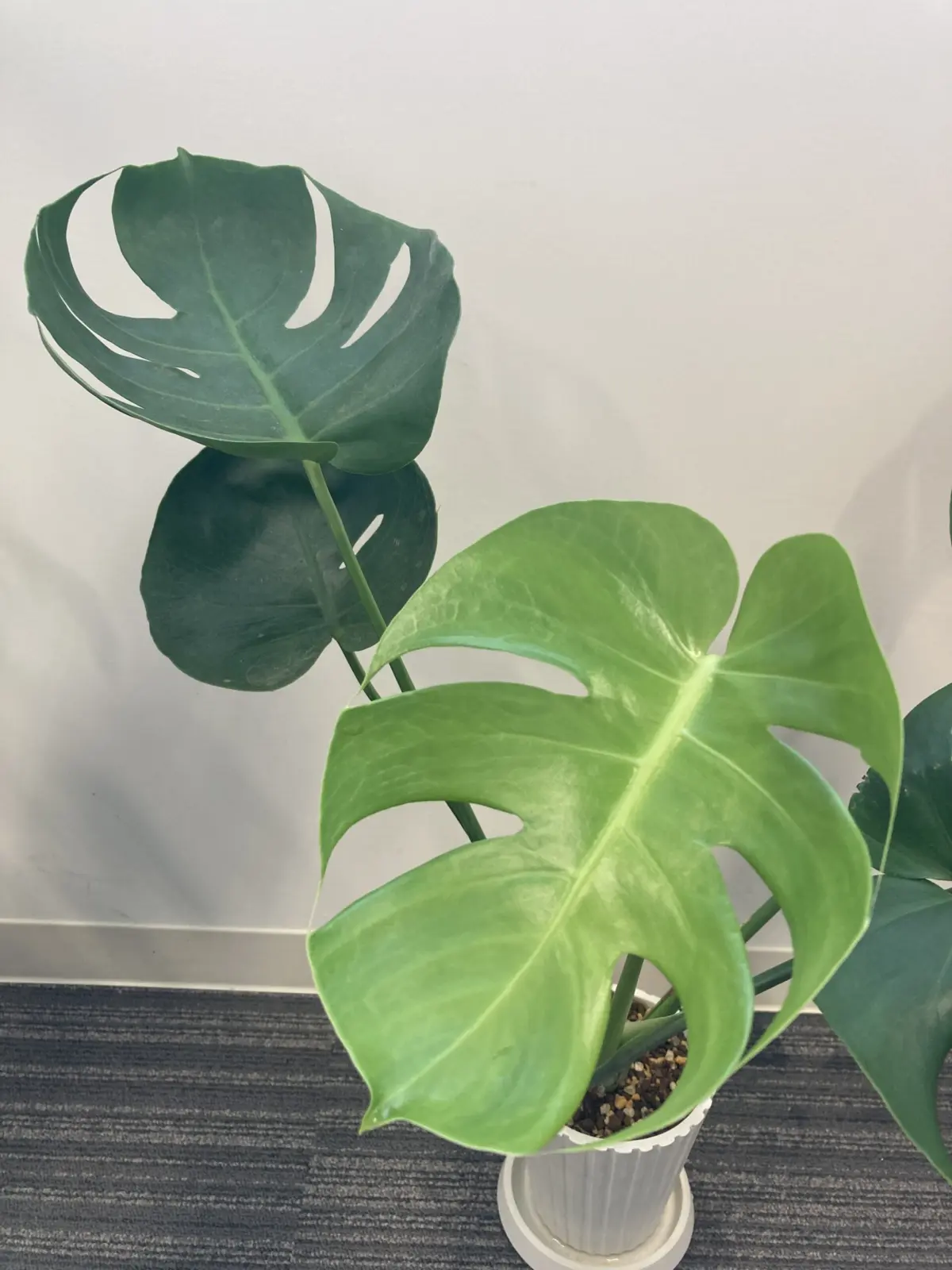 モンステラ　ホムセン選抜