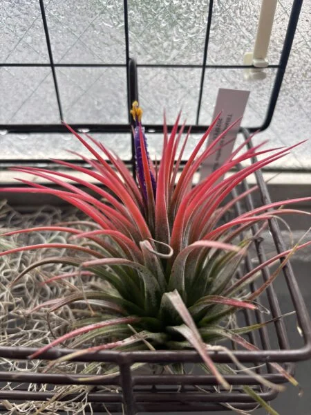 ティランジア　イオナンタ　ルブラ　花