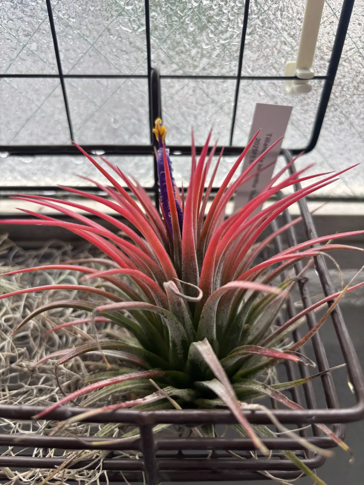 ティランジア　イオナンタ　ルブラ　花