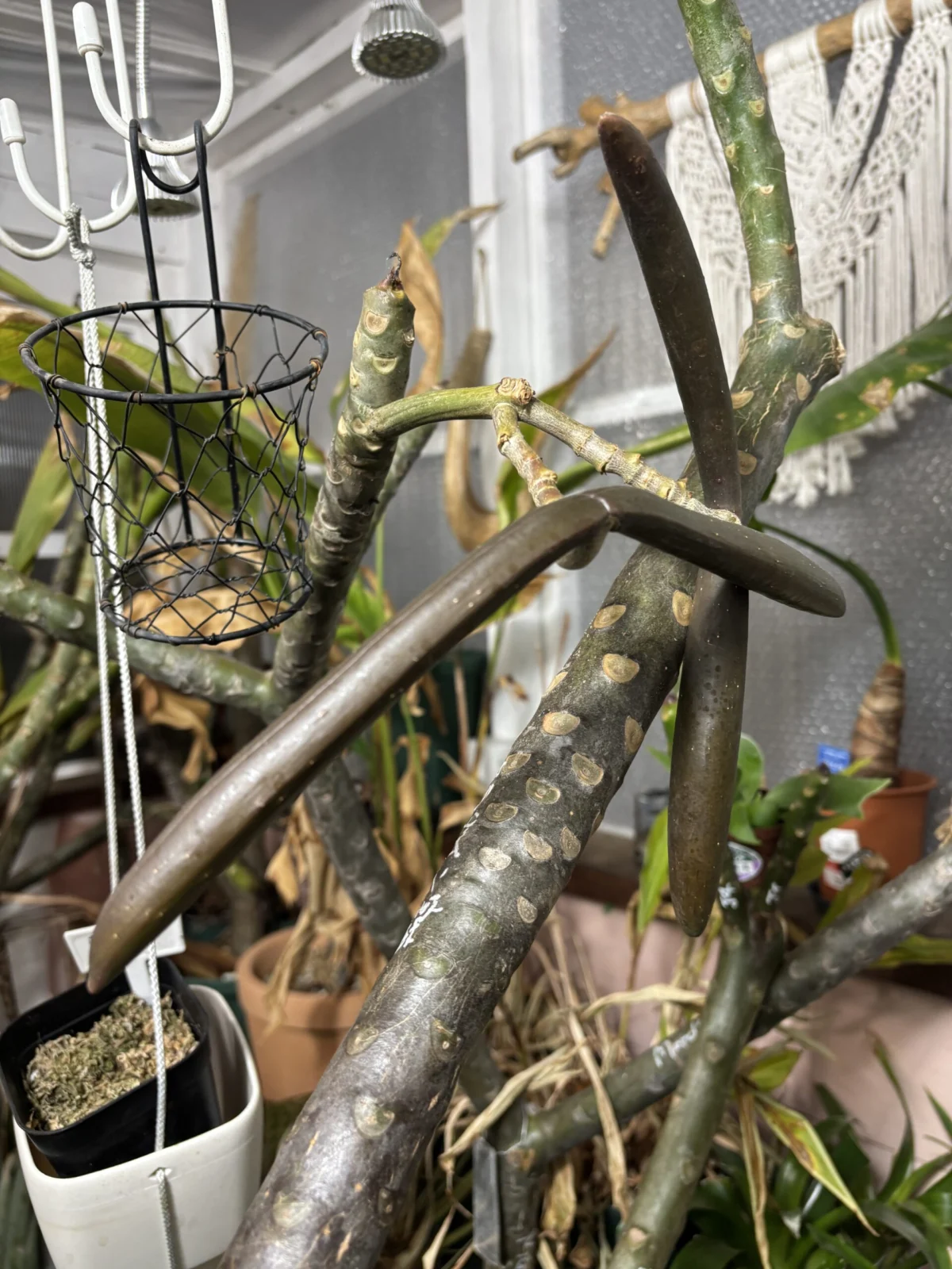 プルメリア　マルディグラ　種鞘