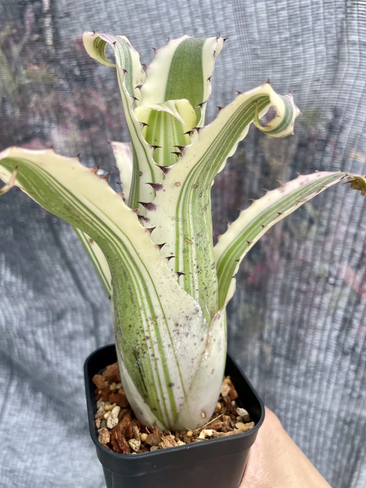 ホヘンベルギア　カーラ