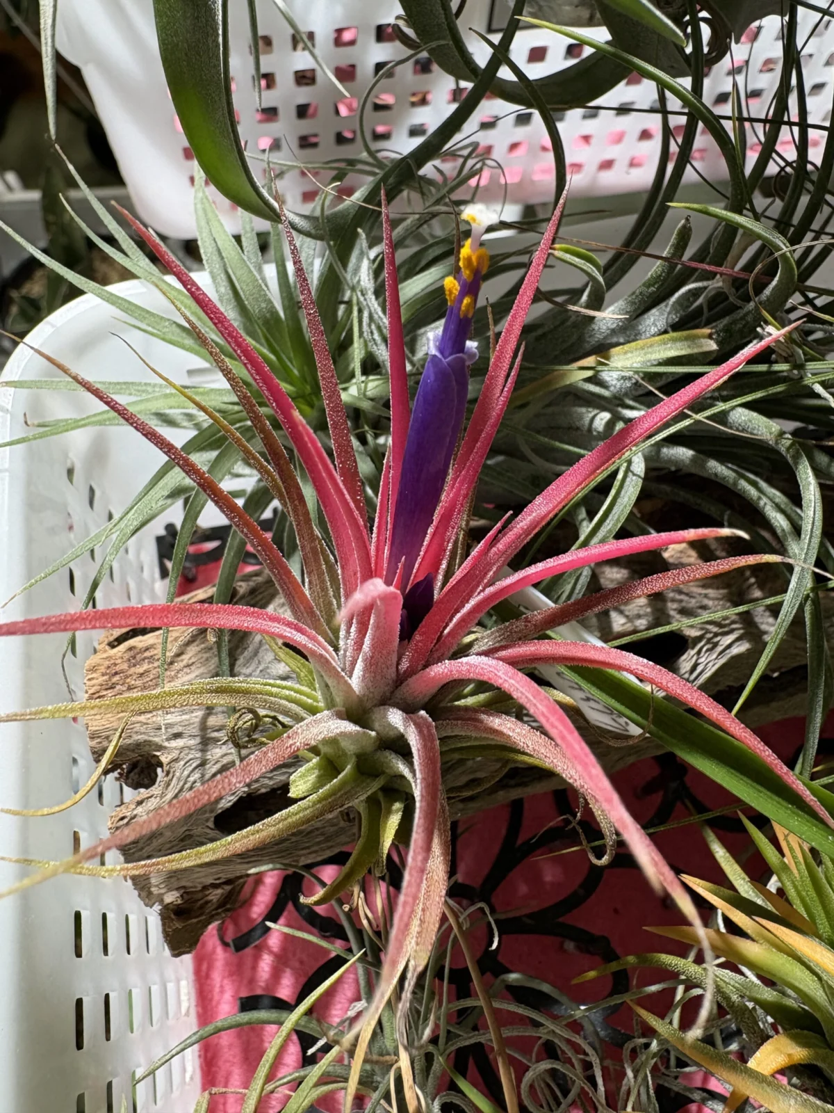 イオナンタ　マルディグラ