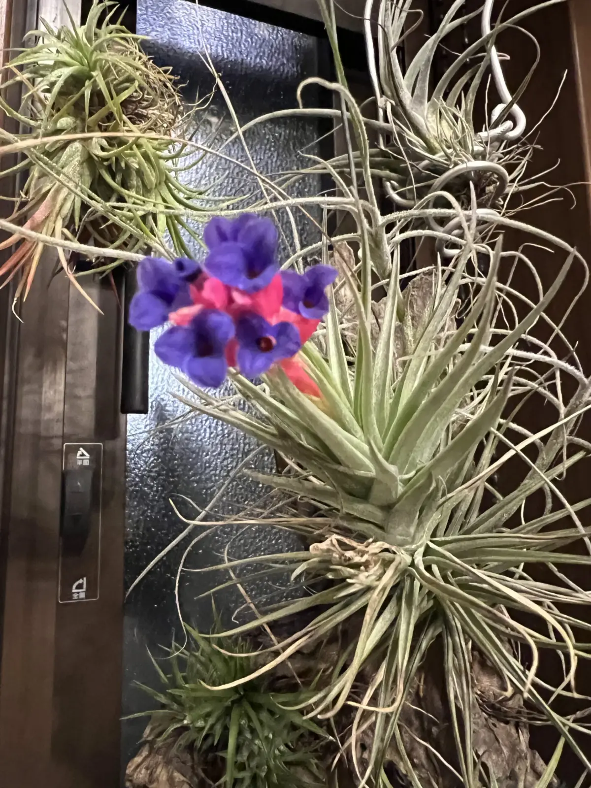 ティランジア　品種不明