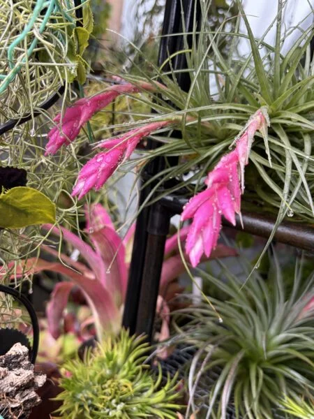 ティランジア ストリクタ 花芽