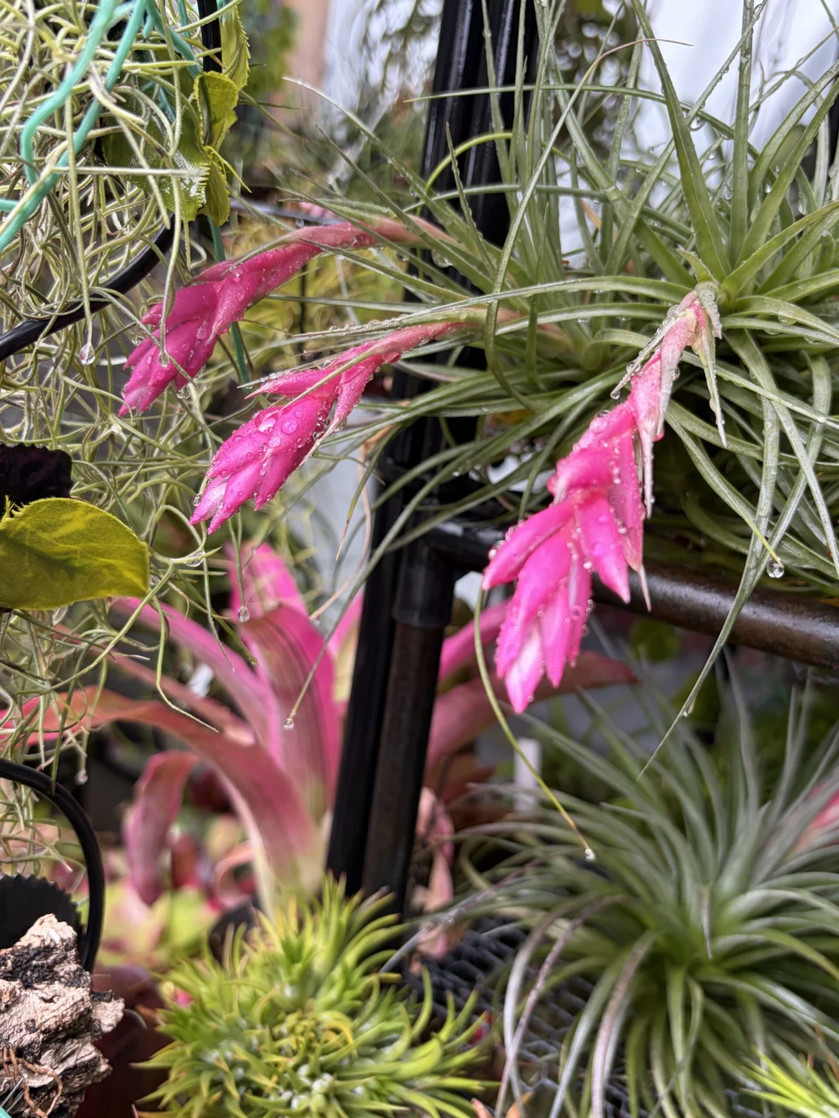 ティランジア　ストリクタ　花芽