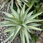 isana_sakumiのアバター