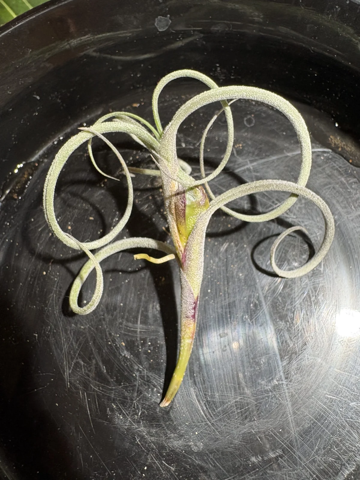 クロカータ　ジャイアント