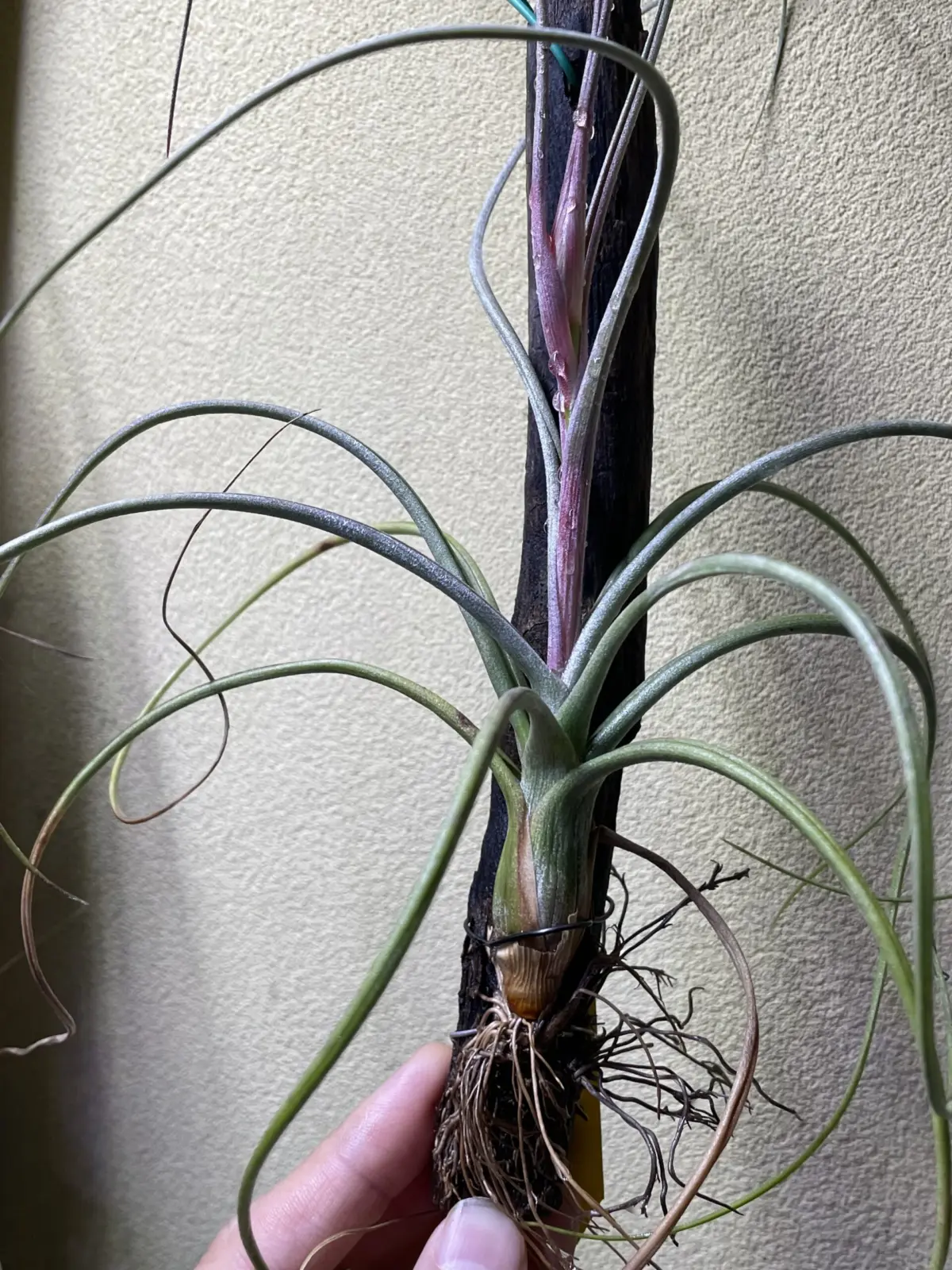 ティランジア　バルビシアナ×エクセルタ　