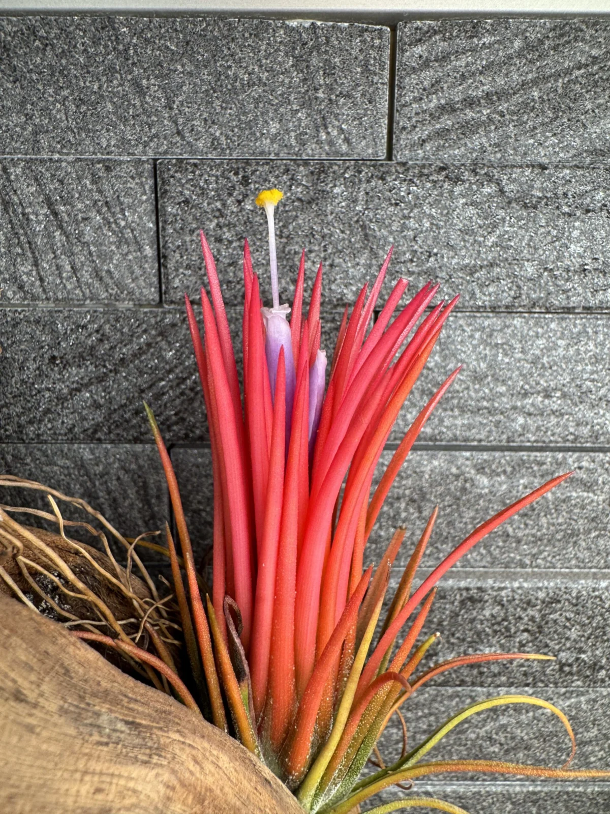 ティランジア イオナンタ フエゴ キクエ