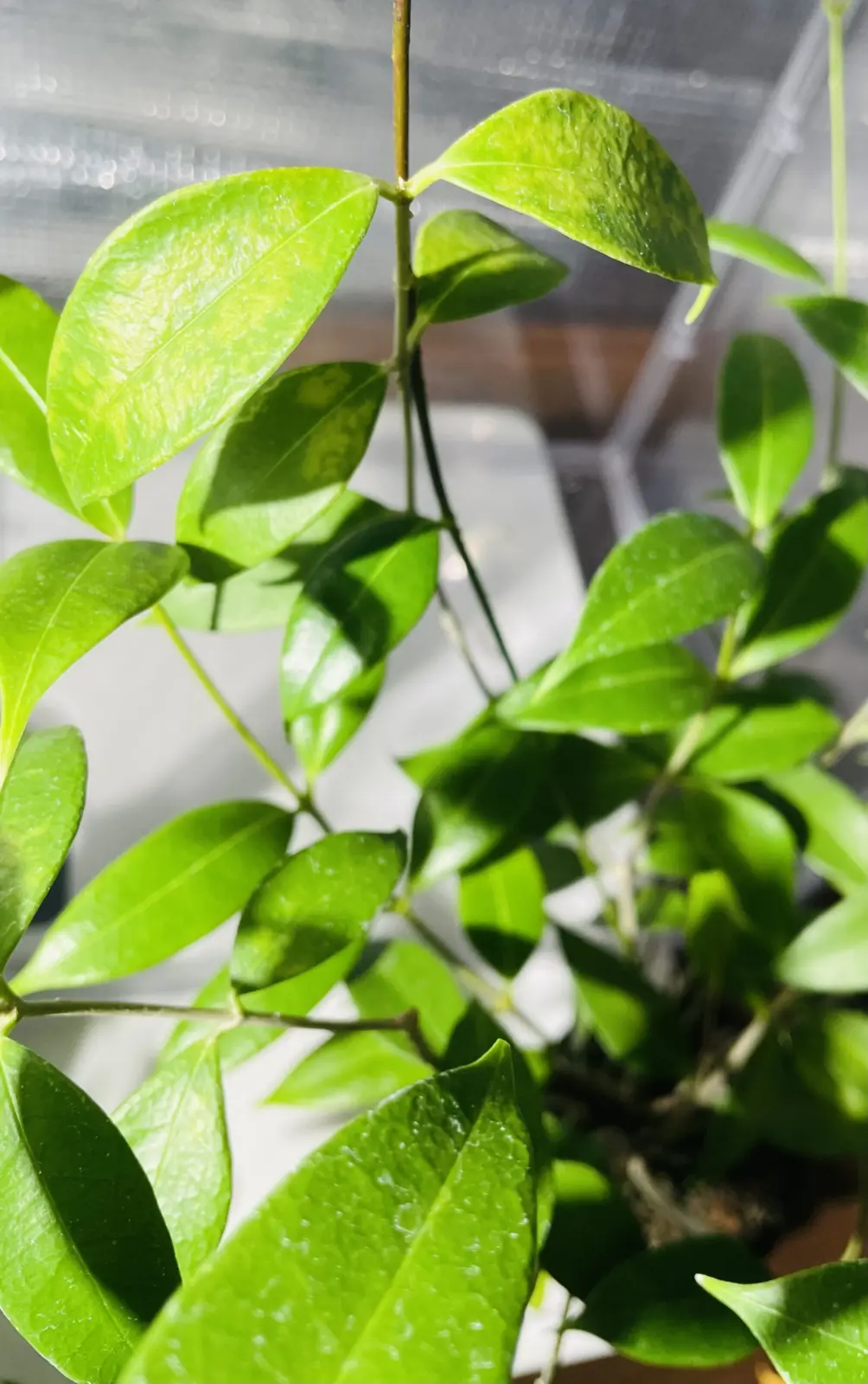 ホヤ　マピギュラ♯7 新葉がところどころ黄色くなった