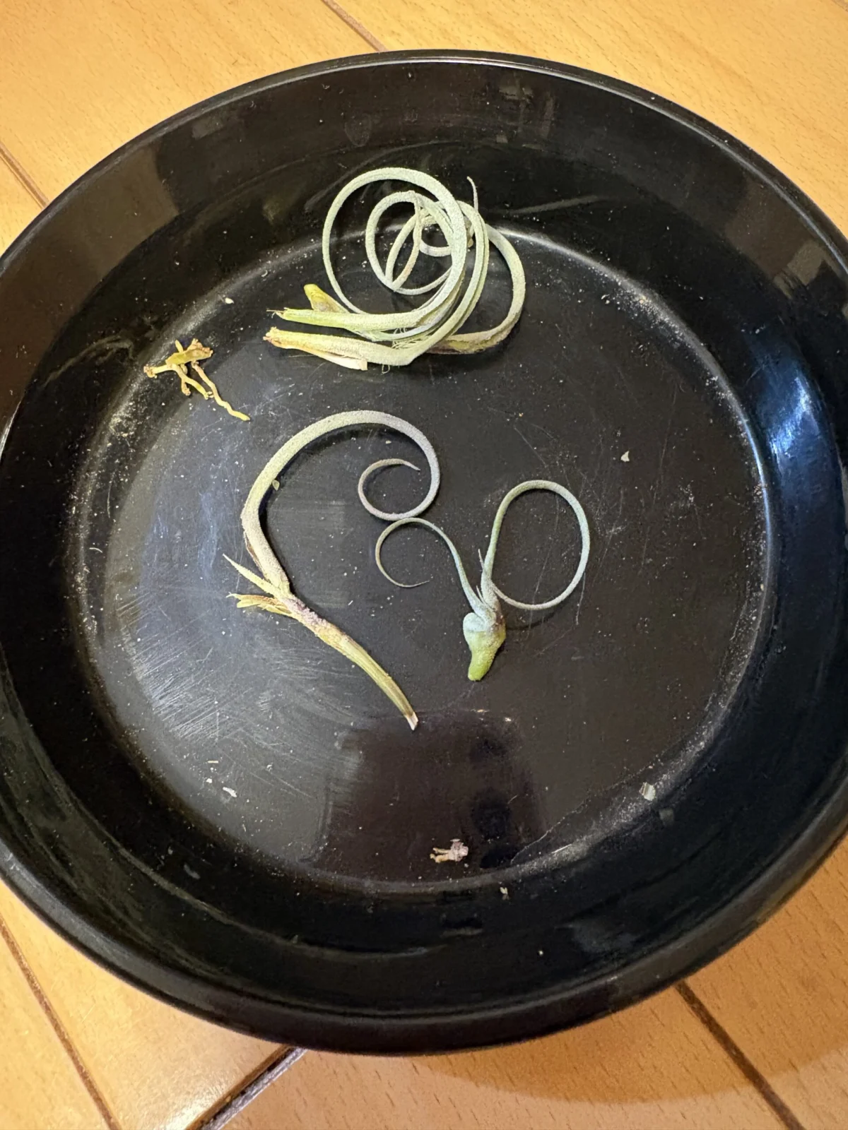 クロカータ　ジャイアント