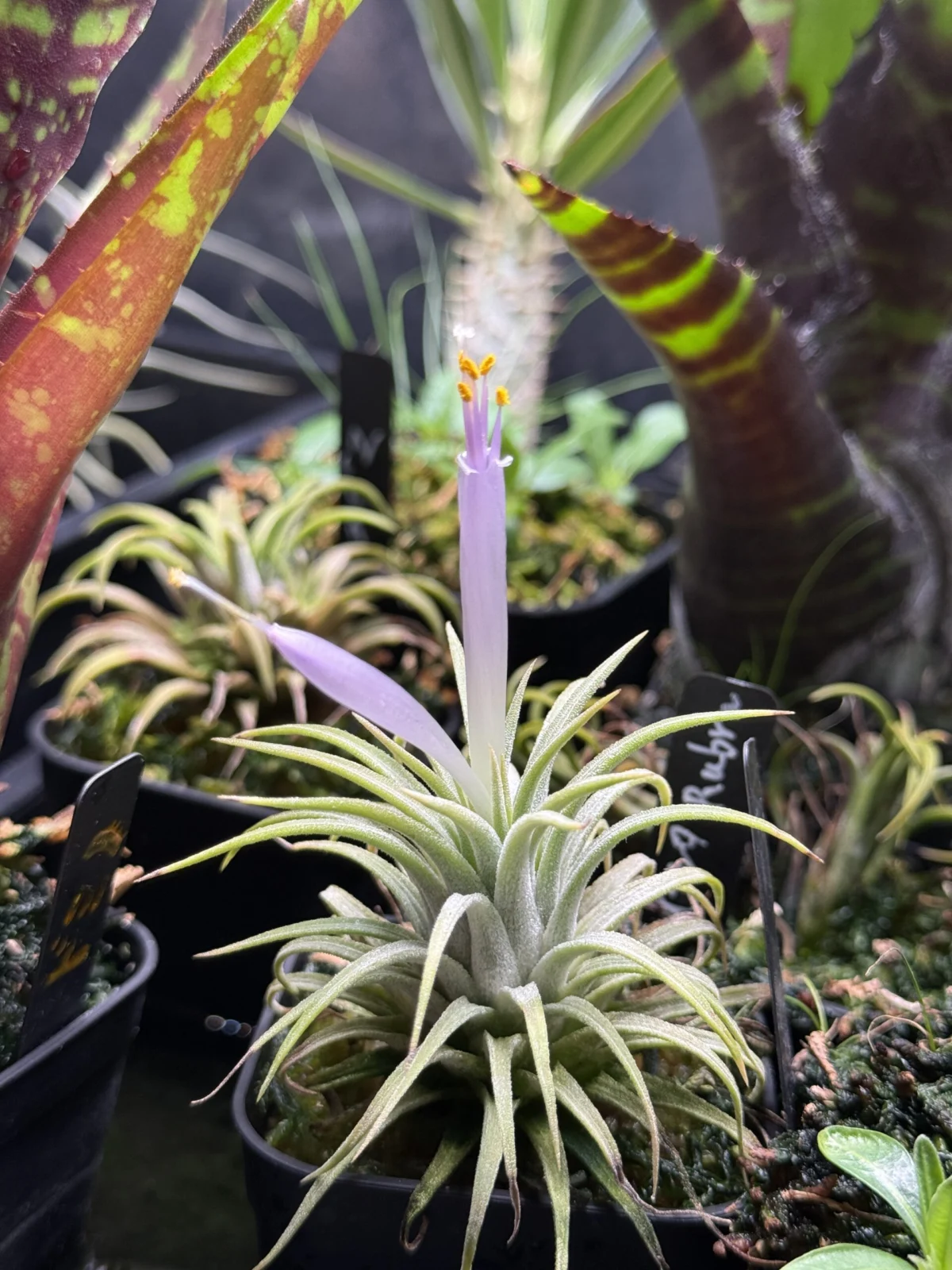 ティランジア イオナンタ サーモンピンク　開花