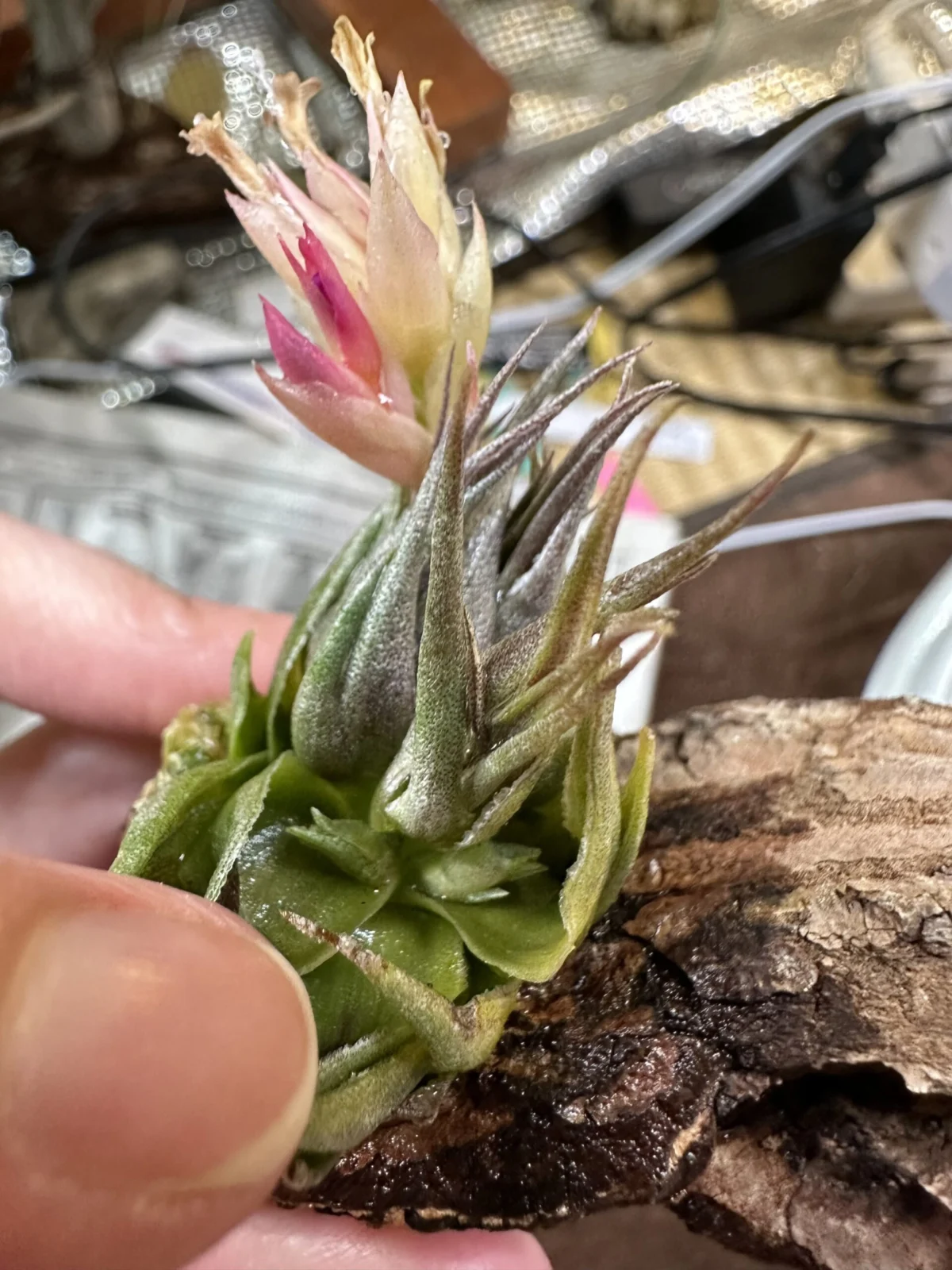 ティランジア カウツキー