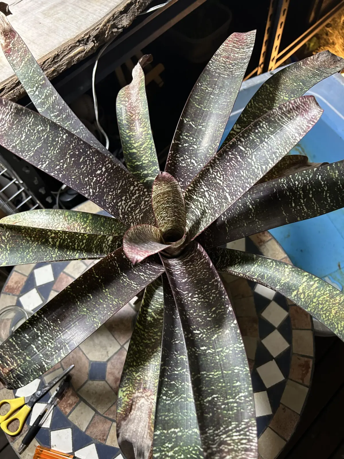 フリーセア　レッドチェスナット