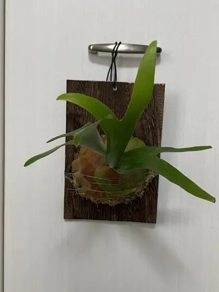 ビカクシダ　マガリ