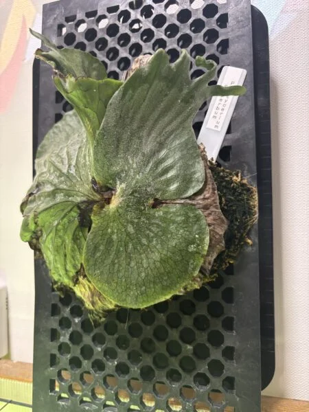 ビカクシダ　スーパーバム