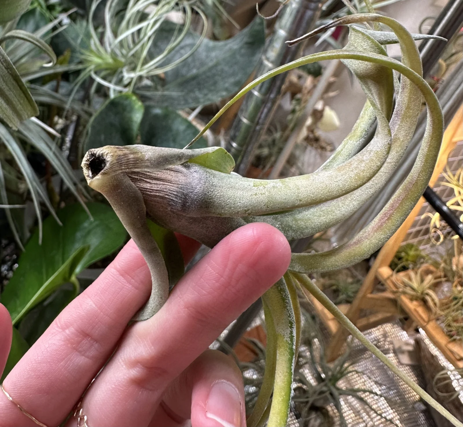 ティランジア フレクスオーサ × ストレプトフィラ 芯抜け 2