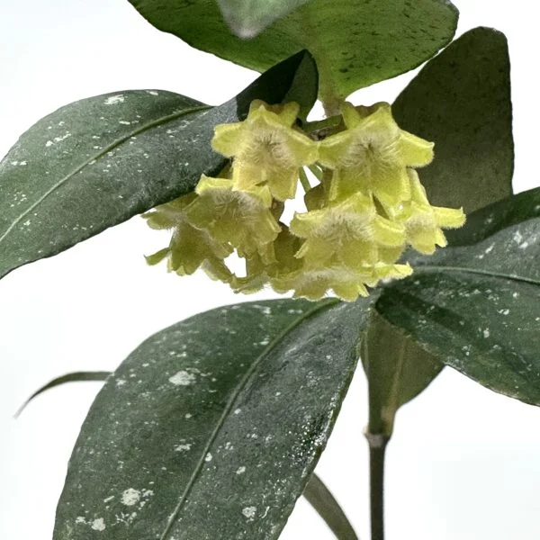 ホヤ　アミカビリス　花